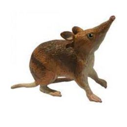 Australian Large Eastern Barred Bandicoot