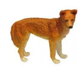 Australian Dingo