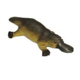 Australian Platypus