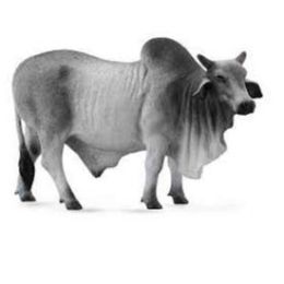 Collecta Brahman Bull Grey