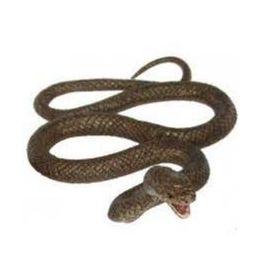 Brown Snake